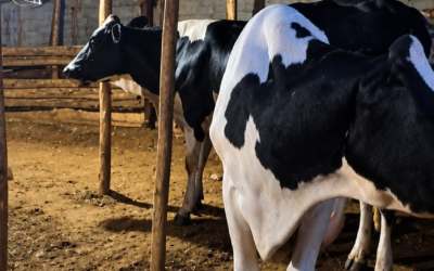 Cattle Rearing — Nourishing Healthy Lives